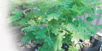 Plata_de_la_moringa-flor_de_libertad