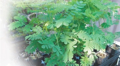 Plata_de_la_moringa-flor_de_libertad