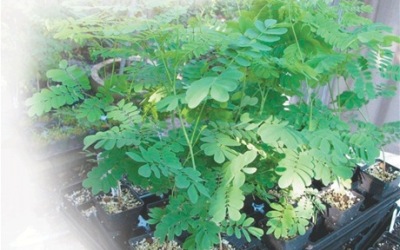 Plata_de_la_moringa-flor_de_libertad