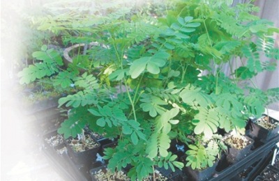 Plata_de_la_moringa-flor_de_libertad