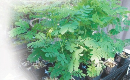 Plata_de_la_moringa-flor_de_libertad