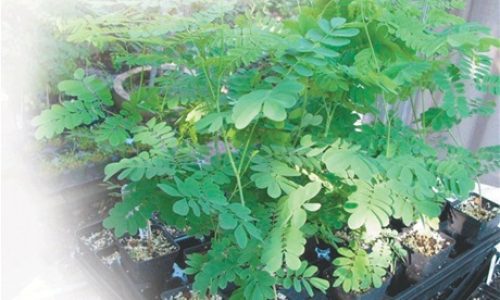 Plata_de_la_moringa-flor_de_libertad