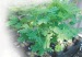 Plata_de_la_moringa-flor_de_libertad