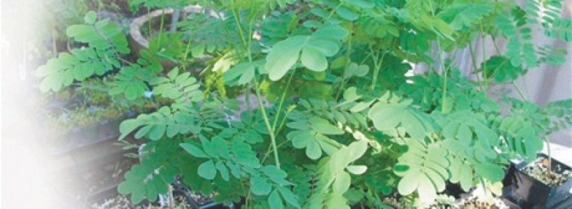 Plata_de_la_moringa-flor_de_libertad
