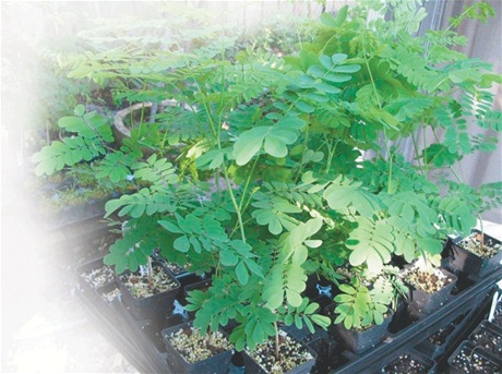 Plata_de_la_moringa-flor_de_libertad