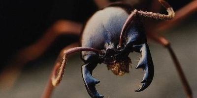 curiosidades_de_la_hormiga