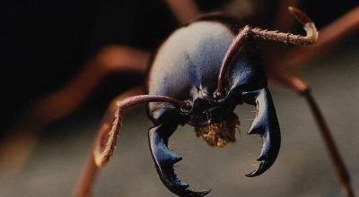 curiosidades_de_la_hormiga