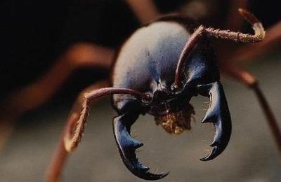curiosidades_de_la_hormiga