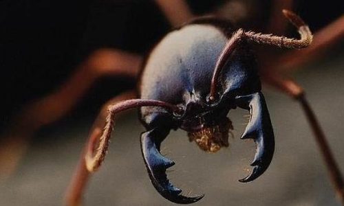 curiosidades_de_la_hormiga