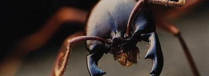 curiosidades_de_la_hormiga