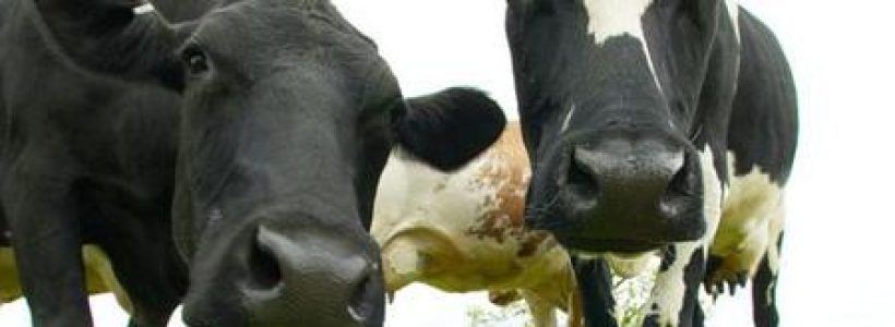 phpThumb_generated_thumbnailjpg