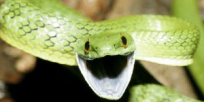120919085135_snake_304x171_spl_nocredit