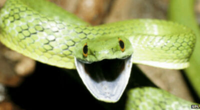 120919085135_snake_304x171_spl_nocredit