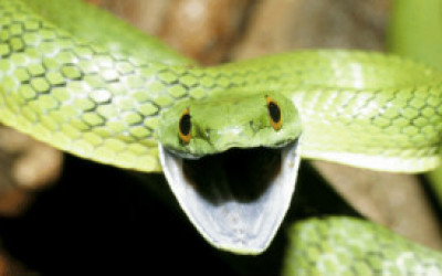 120919085135_snake_304x171_spl_nocredit