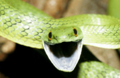 120919085135_snake_304x171_spl_nocredit