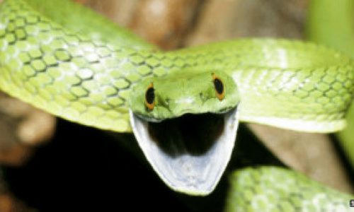 120919085135_snake_304x171_spl_nocredit