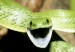 120919085135_snake_304x171_spl_nocredit