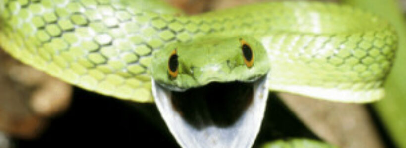 120919085135_snake_304x171_spl_nocredit