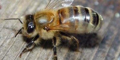 abeja--478x270