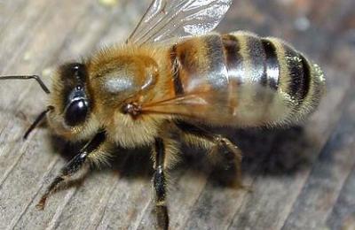 abeja--478x270