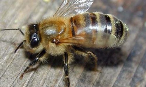 abeja--478x270