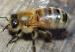 abeja--478x270