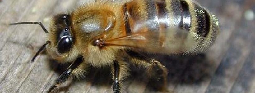 abeja--478x270