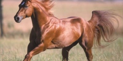 los-animales-terrestres-mas-rapidos1