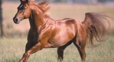 los-animales-terrestres-mas-rapidos1