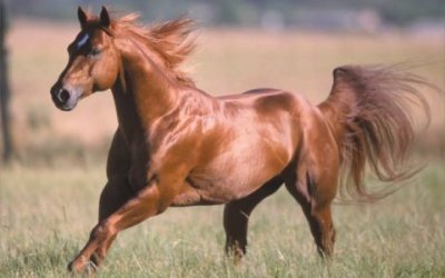 los-animales-terrestres-mas-rapidos1