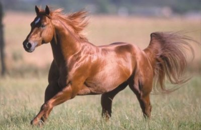 los-animales-terrestres-mas-rapidos1