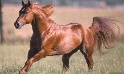 los-animales-terrestres-mas-rapidos1