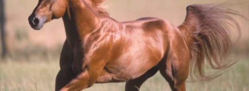 los-animales-terrestres-mas-rapidos1