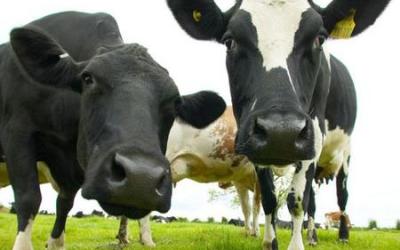 vacas345678908654321425908765432