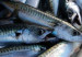 120906094442_fish_304x171_1_nocredit