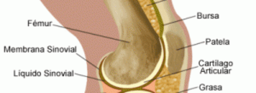 La-Articulacin-de-la-Rodilla-300x292