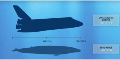 blue-whale-space-shuttle-1