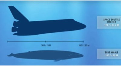 blue-whale-space-shuttle-1