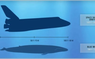 blue-whale-space-shuttle-1
