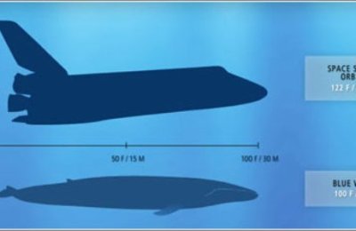blue-whale-space-shuttle-1