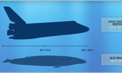 blue-whale-space-shuttle-1