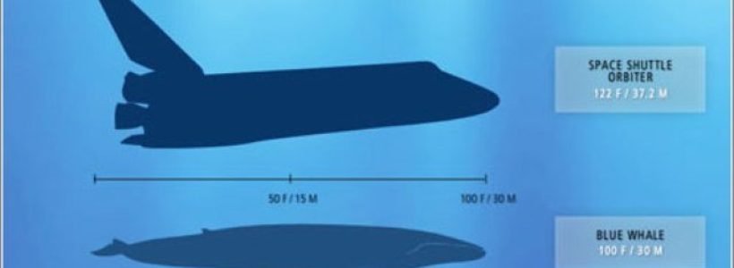 blue-whale-space-shuttle-1