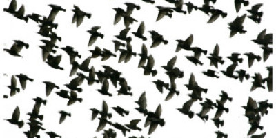 como_saben_la_aves_donde_van