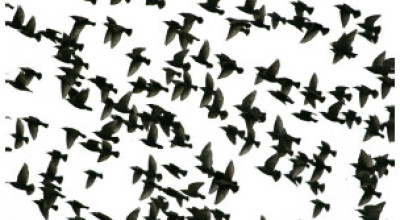 como_saben_la_aves_donde_van