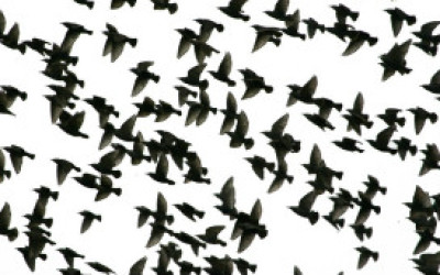 como_saben_la_aves_donde_van