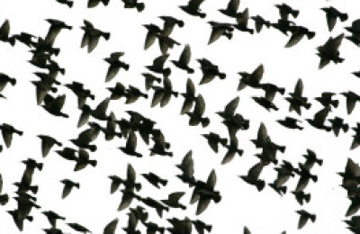como_saben_la_aves_donde_van