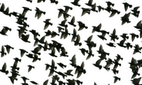 como_saben_la_aves_donde_van