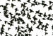 como_saben_la_aves_donde_van