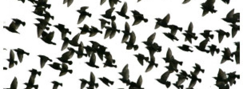 como_saben_la_aves_donde_van