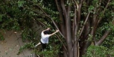 arbol-300x179